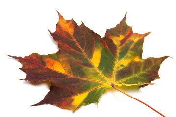Multicolor autumnal maple-leaf