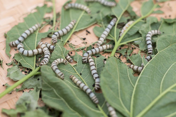 silk worm cocoons