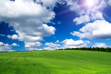 Fototapeta premium field