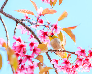 White-eye bird and Cherry blossom or Sakura