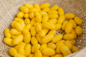 silk worm cocoons