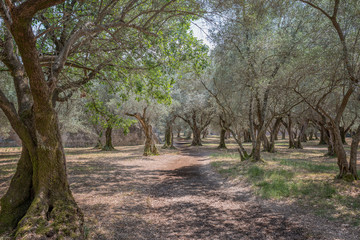 Obraz premium Allee in der Villa Adriana in Tivoli, Rom