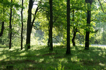 green forest