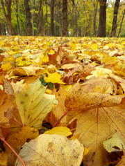  autumn park