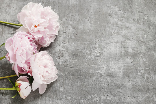 Pink peonies isolated on grey background,