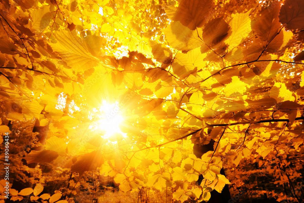 Poster The sun shining through autumn leaves
