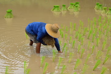 Rice farmers on rice field in Thailand © panda3800