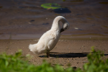 Little swan