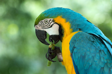 macaw