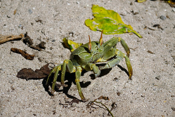 Crabe des Seychelles