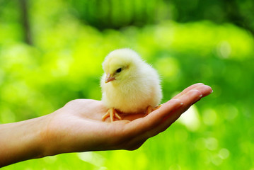  chicken
