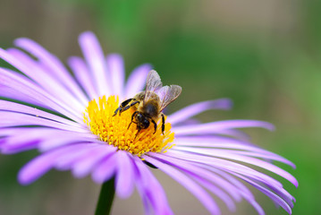  flower and bee