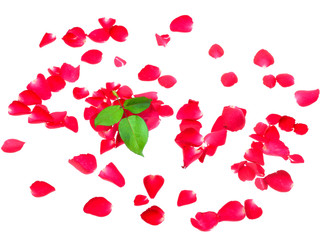 Love of rose petals isolated on white background