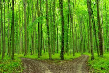 Obraz premium forest