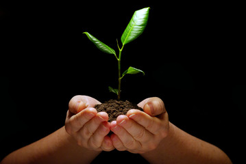  plant
