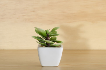 Small plant in pot