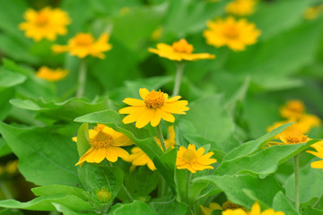 beautiful orange zinnia flowers