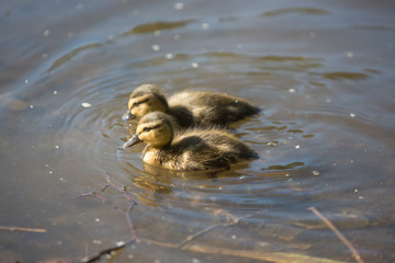duckling