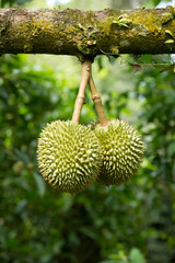  durian