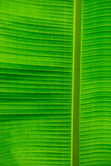 green leaf