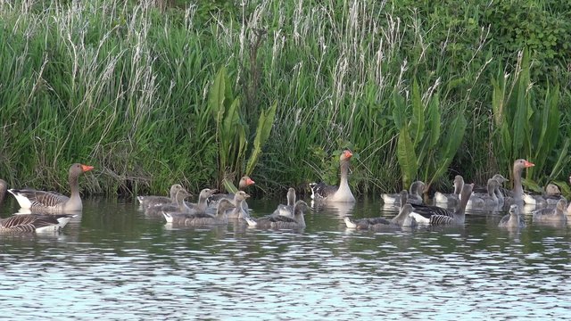 Goose and goslings Swimming on lake