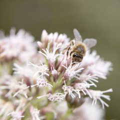 bee on epatorium purpureum