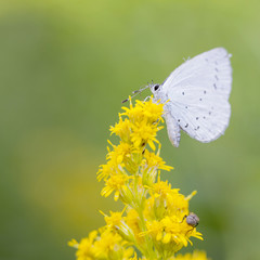  butterfly celastrina argiolus on yellow flowers