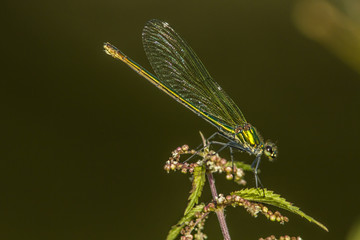 Gebänderte Prachtlibelle (Calopteryx splendens)
