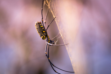Spider making a net