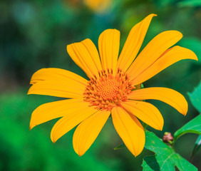 Mexican Sunflower Weed in Mae Hong Son, Thailand