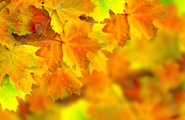 Naklejka na ściany i meble autumn leafs