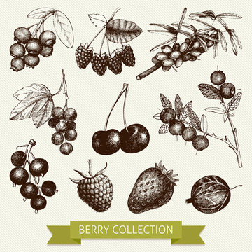 Vintage fruit and berry illustration