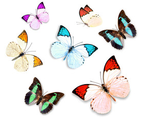 Set of butterflies