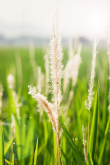 Close up of wildflowers and plants in sunny field
