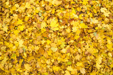 autumn leaves background