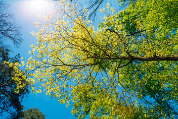 Sunny Canopy Of Tall Trees. Sunlight In Deciduous Forest, Summer