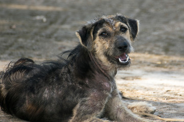 Mangy dog