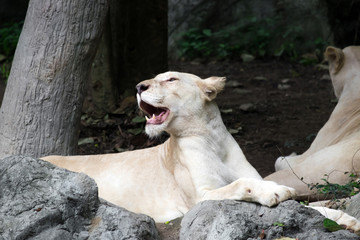 Female white lion lying on the rock