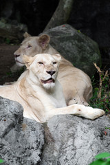 Naklejka na ściany i meble Female white lion lying on the rock