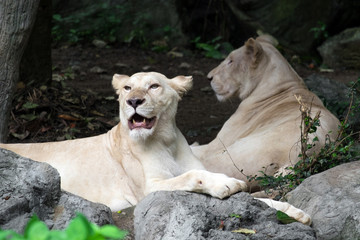 Female white lion lying on the rock