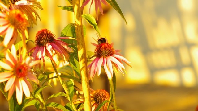 Hummel auf Sonnenhutbl&uuml;te