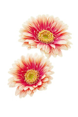 Gerbera