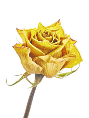 Fototapeta premium Dry roses