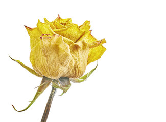 Naklejka premium Dry roses
