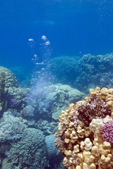 colorful coral reef with air bubbles, underwater