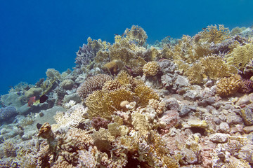 Fototapeta na wymiar coral reef with fire corals in tropical sea, underwater