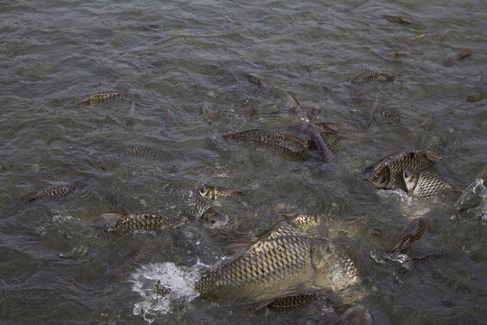 Feeding fishes