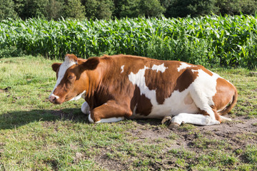Fototapeta na wymiar Kuh entspannt auf der Wiese