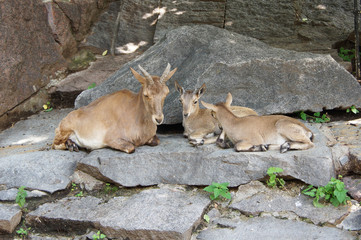 Mountain goats.