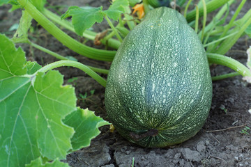 Zucchini in the garden.